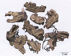 中药学专业一,章节练习,中药学专业一预测