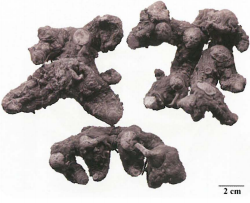 中药学专业一,章节练习,中药学专业一预测