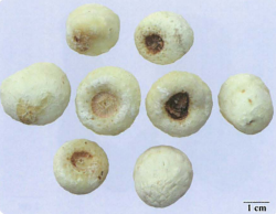 中药学专业一,章节练习,中药学专业一预测