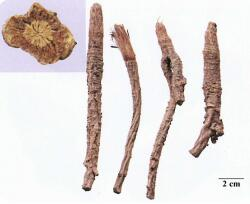 中药学专业一,章节练习,中药学专业一模拟