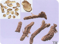 中药学专业一,章节练习,中药学专业一模拟