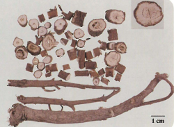 中药学专业一,章节练习,中药学专业一模拟