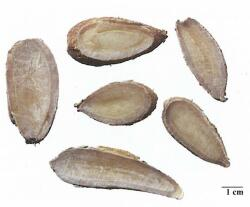 中药学专业一,章节练习,中药学专业一模拟