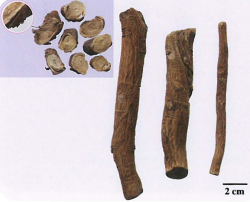 中药学专业一,章节练习,中药学专业一模拟