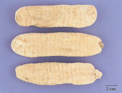 中药学专业一,章节练习,中药学专业一预测