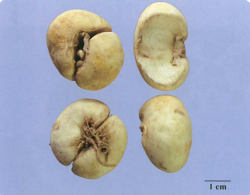 中药学专业一,章节练习,中药学专业一预测