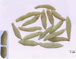 中药学专业一,章节练习,中药学专业一预测