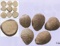 中药学专业一,章节练习,中药学专业一预测