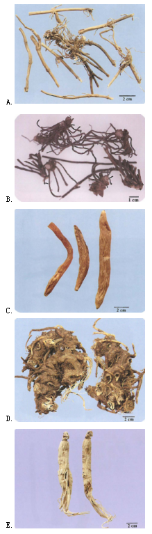 中药学专业一,章节练习,中药学专业一真题