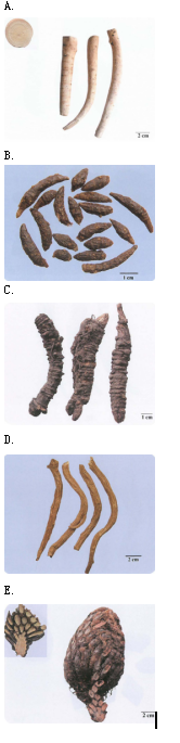 中药学专业一,章节练习,中药学专业一真题