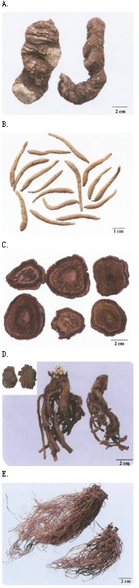 中药学专业一,章节练习,中药学专业一真题