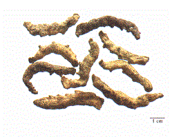 中药学专业一,章节练习,常用中药的鉴别