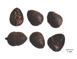 中药学专业一,章节练习,常用中药的鉴别