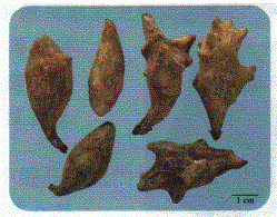 中药学专业一,章节练习,常用中药的鉴别