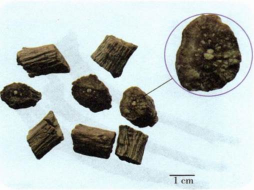 中药学专业一,押题密卷,2022年执业药师《中药学专业知识（一）》押题密卷2