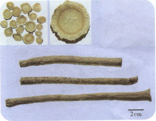 中药学专业一,超押卷,2022年执业药师《中药学专业知识（一）》超押卷1