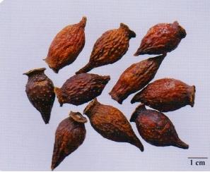 中药学专业一,真题章节,执业药师考试中药学专业知识一
