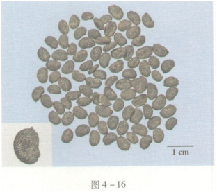 中药学专业一,预测试卷,2021年执业药师考试《中药学专业知识一》名师预测卷3