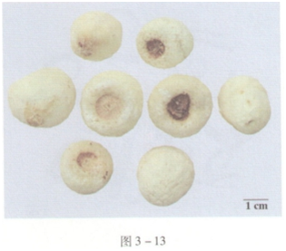 中药学专业一,预测试卷,2021年执业药师考试《中药学专业知识一》名师预测卷4