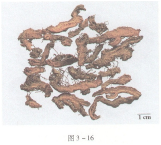 中药学专业一,预测试卷,2021年执业药师考试《中药学专业知识一》名师预测卷4