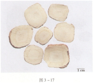 中药学专业一,预测试卷,2021年执业药师考试《中药学专业知识一》名师预测卷4