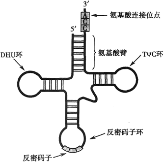 西医综合,历年真题,2010年研究生《西医综合》真题