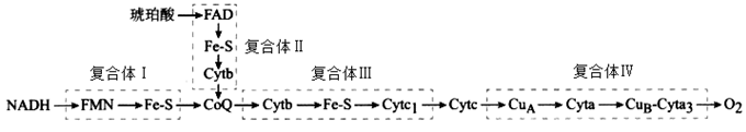 西医综合,历年真题,2019年研究生《西医综合》真题