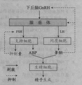 西医综合,预测试卷,《西医综合》预测试卷6