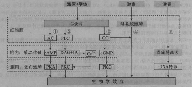 西医综合,章节精选,生理学