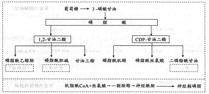 西医综合,历年真题,2004年研究生《西医综合》真题