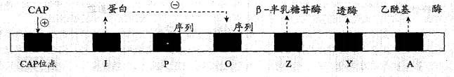 西医综合,历年真题,2000年研究生《西医综合》真题