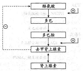 西医综合,历年真题,2000年研究生《西医综合》真题