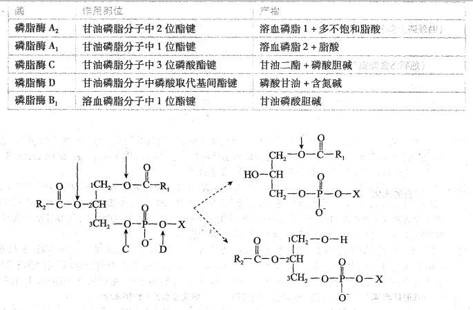 西医综合,历年真题,2000年研究生《西医综合》真题