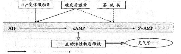 西医综合,历年真题,1999年研究生《西医综合》真题
