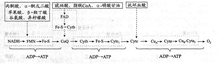 西医综合,历年真题,1998年研究生《西医综合》真题