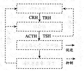 西医综合,历年真题,1998年研究生《西医综合》真题