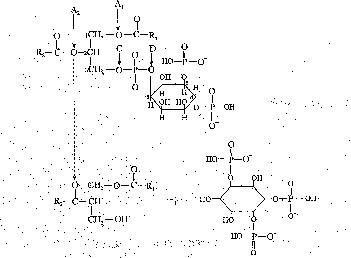 西医综合,历年真题,1997年研究生《西医综合》真题