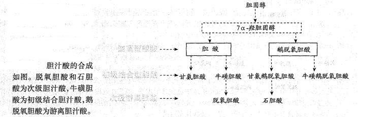 西医综合,历年真题,1996年研究生《西医综合》真题