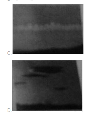 幼儿综合素质,真题章节精选,文化素养