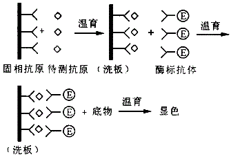 临床医学检验技术（士）,章节练习,内部冲刺,临床免疫和免疫学检验