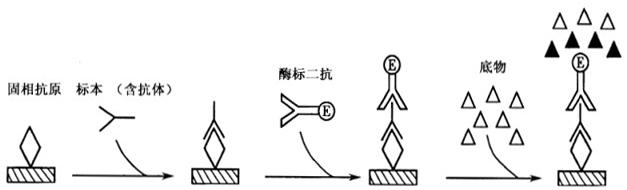 临床医学检验技术（中级),预测试卷,2022年检验（中级）专业知识名师预测卷1