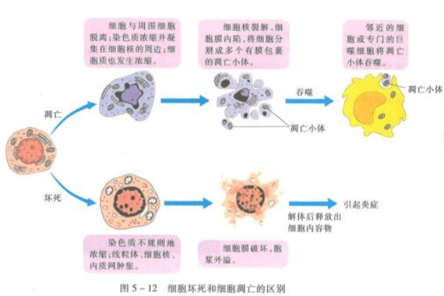 幼儿中小学面试,历年真题,教师资格证考试《高中生物专业面试》真题汇编