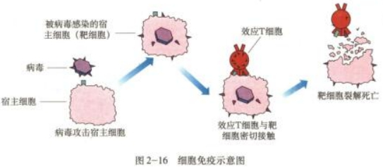 幼儿中小学面试,历年真题,教师资格证考试《高中生物专业面试》真题汇编