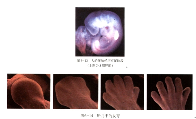 幼儿中小学面试,历年真题,教师资格证考试《高中生物专业面试》真题汇编