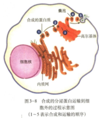 幼儿中小学面试,历年真题,教师资格证考试《高中生物专业面试》真题汇编