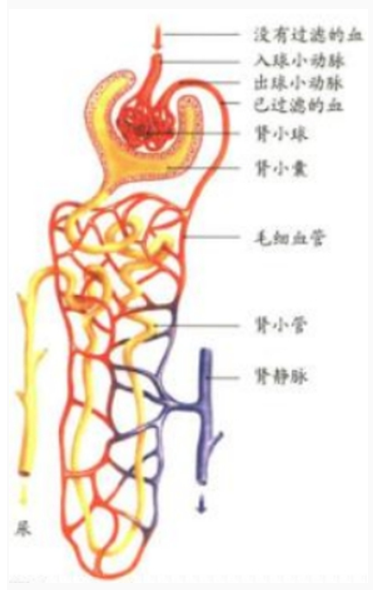 幼儿中小学面试,历年真题,教师资格证考试《初中生物专业面试》真题汇编