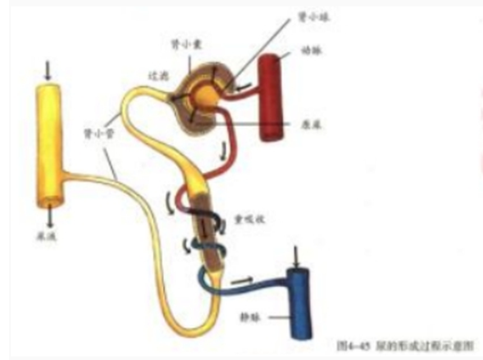 幼儿中小学面试,历年真题,教师资格证考试《初中生物专业面试》真题汇编