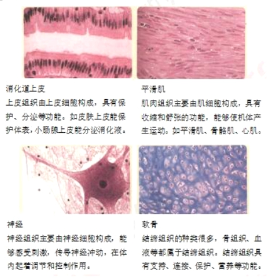 幼儿中小学面试,历年真题,教师资格证考试《初中生物专业面试》真题汇编