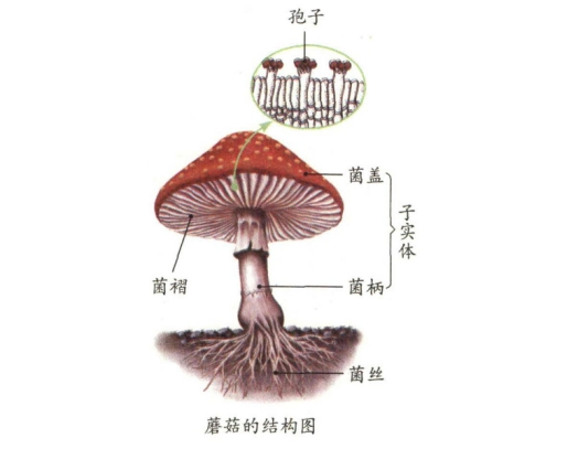 幼儿中小学面试,历年真题,教师资格证考试《初中生物专业面试》真题汇编