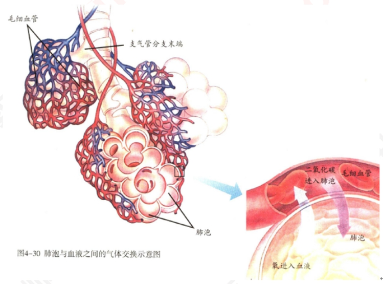 幼儿中小学面试,历年真题,教师资格证考试《初中生物专业面试》真题汇编